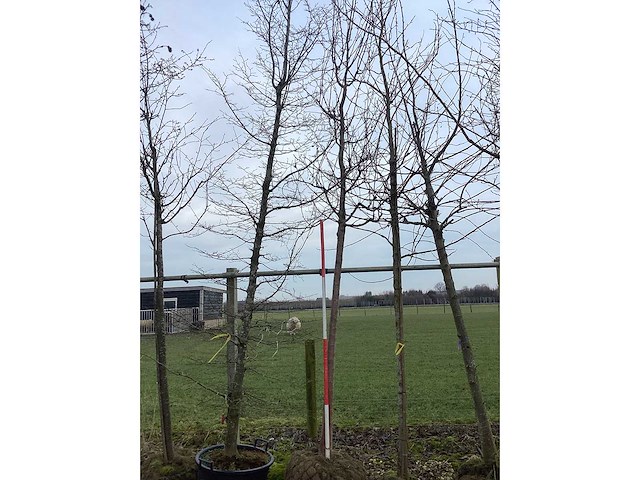 Rode sierappel - sierboom - afbeelding 2 van  2