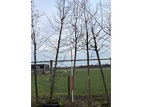 Rode sierappel - sierboom - afbeelding 2 van  2