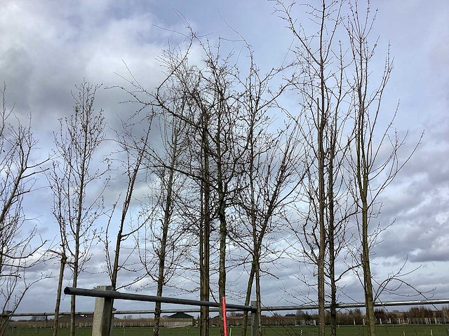 Rode sierappel - sierboom - afbeelding 1 van  2