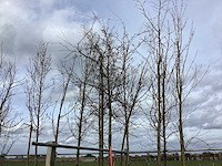 Rode sierappel - sierboom - afbeelding 1 van  2