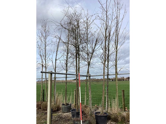 Rode sierappel - sierboom - afbeelding 2 van  2