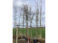 Rode sierappel - sierboom - afbeelding 2 van  2