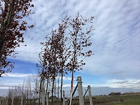 Rode sierappel - sierboom - afbeelding 1 van  2