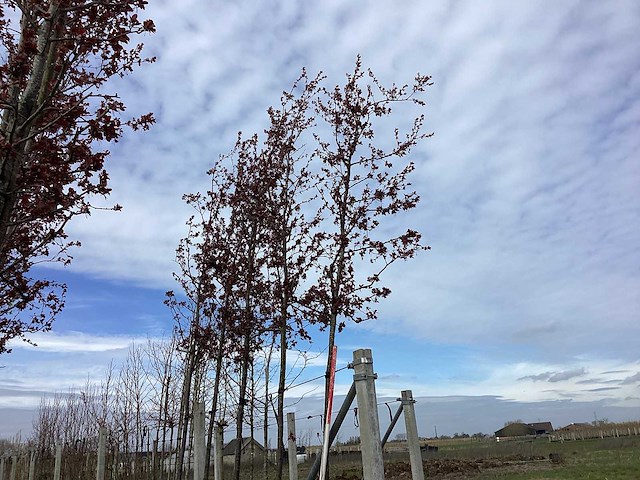 Rode sierappel - sierboom - afbeelding 1 van  2