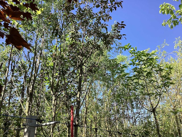 Rode sierappel - sierboom - afbeelding 1 van  3