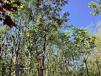 Rode sierappel - sierboom - afbeelding 1 van  3
