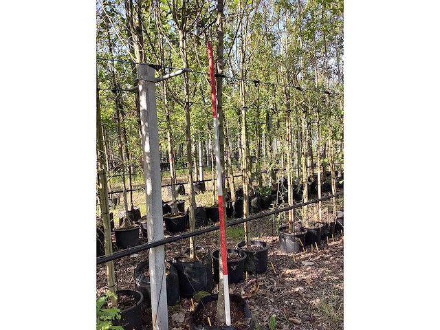 Rode sierappel - sierboom - afbeelding 2 van  3