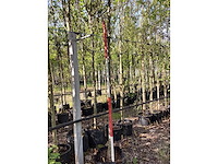 Rode sierappel - sierboom - afbeelding 2 van  3