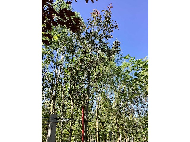Rode sierappel - sierboom - afbeelding 3 van  3