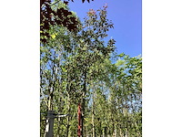 Rode sierappel - sierboom - afbeelding 3 van  3