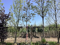 Rode sierappel - sierboom - afbeelding 1 van  2
