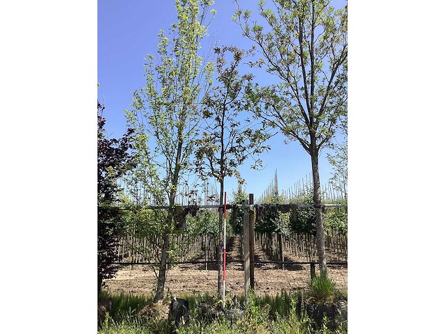 Rode sierappel - sierboom - afbeelding 2 van  2