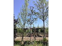 Rode sierappel - sierboom - afbeelding 2 van  2
