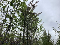 Rode sierappel - sierboom - afbeelding 1 van  2