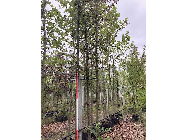 Rode sierappel - sierboom - afbeelding 2 van  2