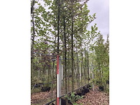 Rode sierappel - sierboom - afbeelding 2 van  2