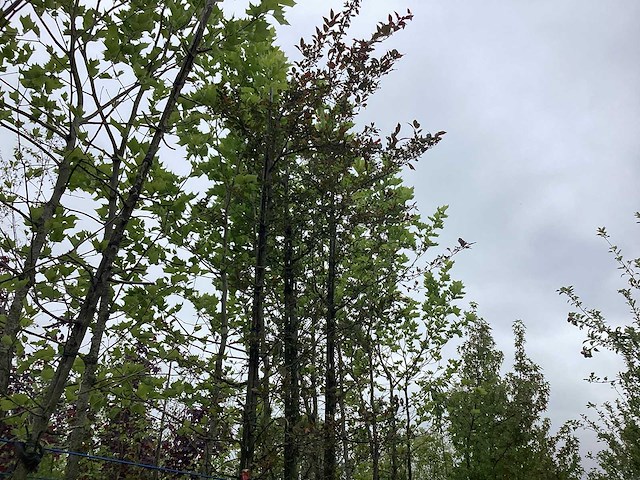 Rode sierappel - sierboom - afbeelding 1 van  2
