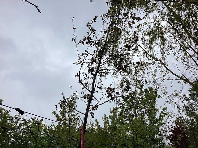 Rode sierappel - sierboom - afbeelding 1 van  2