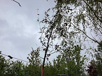 Rode sierappel - sierboom - afbeelding 1 van  2