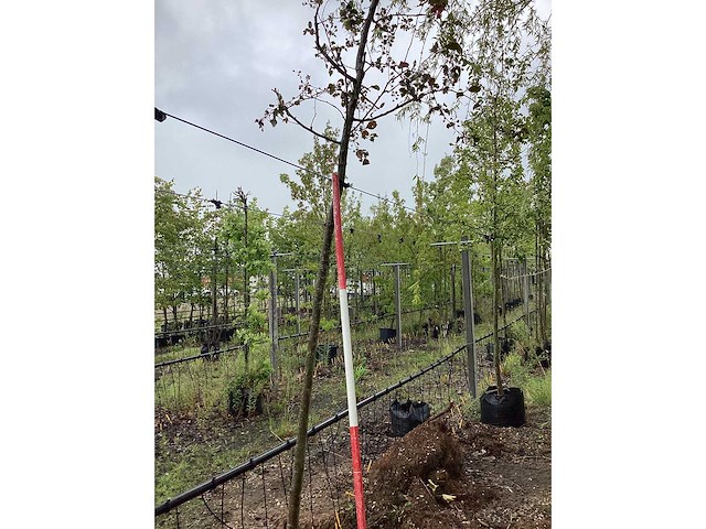 Rode sierappel - sierboom - afbeelding 2 van  2