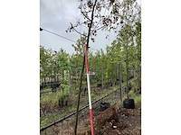 Rode sierappel - sierboom - afbeelding 2 van  2