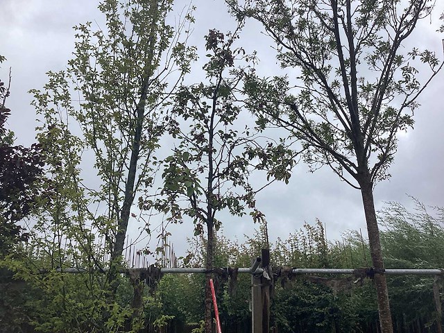 Rode sierappel - sierboom - afbeelding 1 van  2