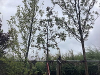 Rode sierappel - sierboom - afbeelding 1 van  2