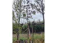 Rode sierappel - sierboom - afbeelding 2 van  2
