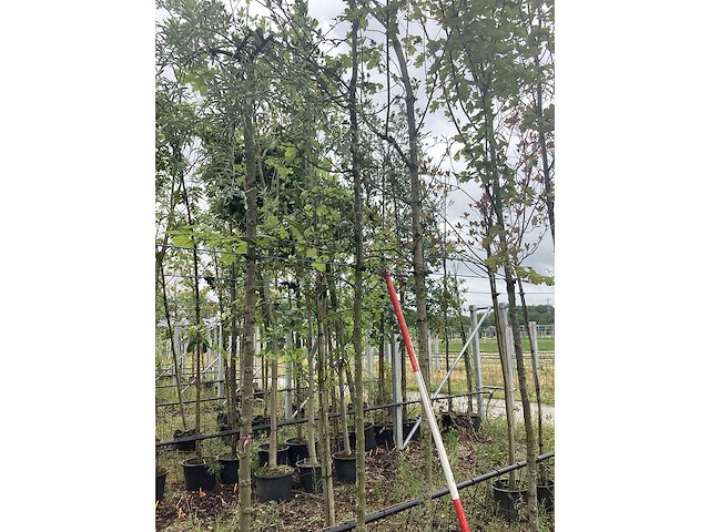 Rode sierappel - sierboom - afbeelding 2 van  2