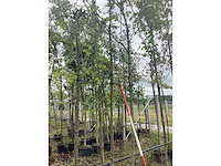 Rode sierappel - sierboom - afbeelding 2 van  2