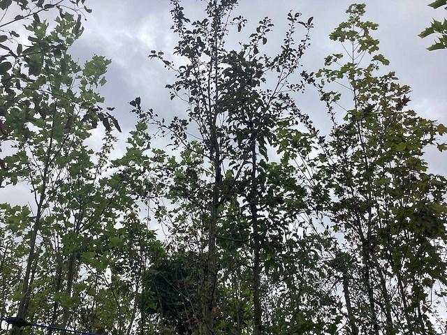 Rode sierappel - sierboom - afbeelding 1 van  2