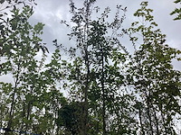 Rode sierappel - sierboom - afbeelding 1 van  2