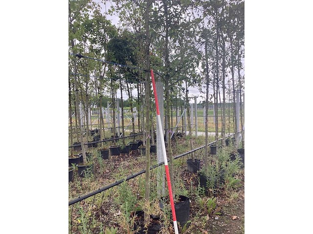 Rode sierappel - sierboom - afbeelding 2 van  2