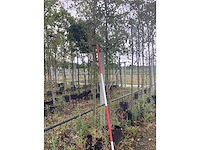 Rode sierappel - sierboom - afbeelding 2 van  2