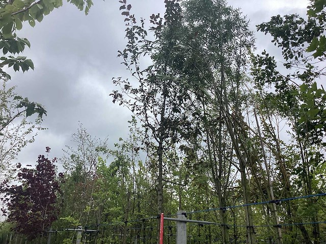 Rode sierappel - sierboom - afbeelding 1 van  2