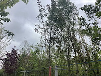 Rode sierappel - sierboom - afbeelding 1 van  2