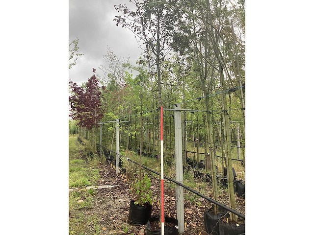 Rode sierappel - sierboom - afbeelding 2 van  2