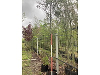 Rode sierappel - sierboom - afbeelding 2 van  2