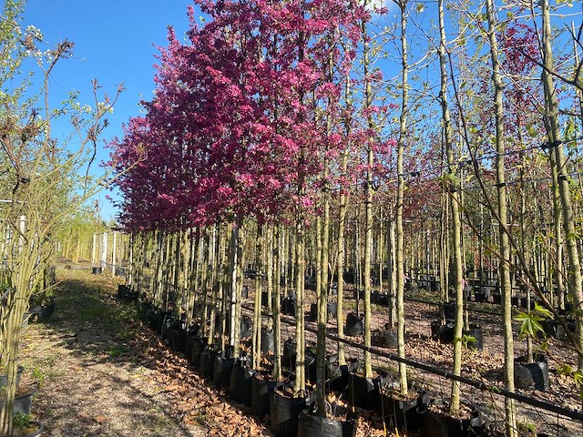 Rode sierappel - topiary tree (2x) - afbeelding 1 van  3