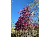 Rode sierappel - topiary tree (2x) - afbeelding 2 van  3