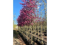 Rode sierappel - topiary tree (2x) - afbeelding 3 van  3