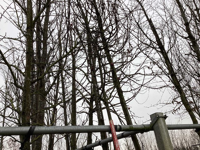 Rode sierappel - vormboom - afbeelding 1 van  4