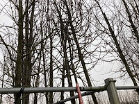 Rode sierappel - vormboom - afbeelding 1 van  4