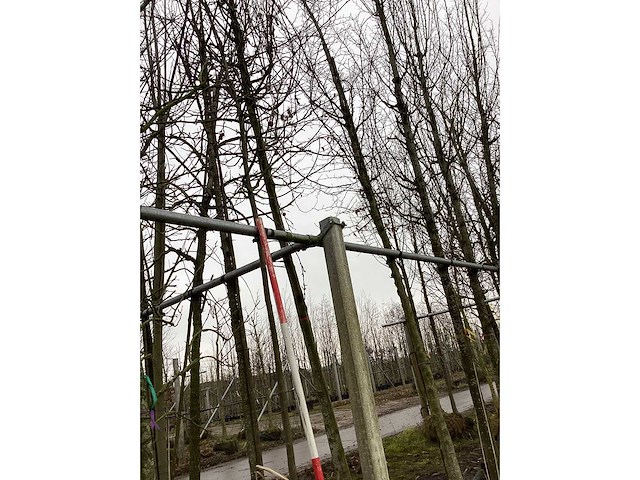 Rode sierappel - vormboom - afbeelding 2 van  4