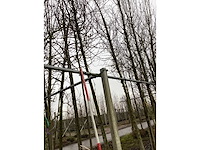 Rode sierappel - vormboom - afbeelding 2 van  4