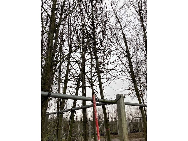 Rode sierappel - vormboom - afbeelding 3 van  4