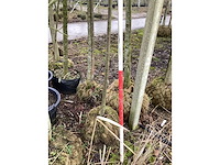 Rode sierappel - vormboom - afbeelding 4 van  4