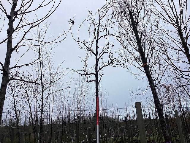 Rode sierappel - vormboom - afbeelding 1 van  3