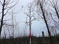 Rode sierappel - vormboom - afbeelding 1 van  3