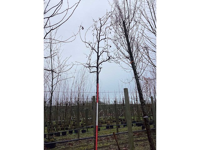 Rode sierappel - vormboom - afbeelding 3 van  3